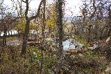 Apple Tree Pools - Doug Bates